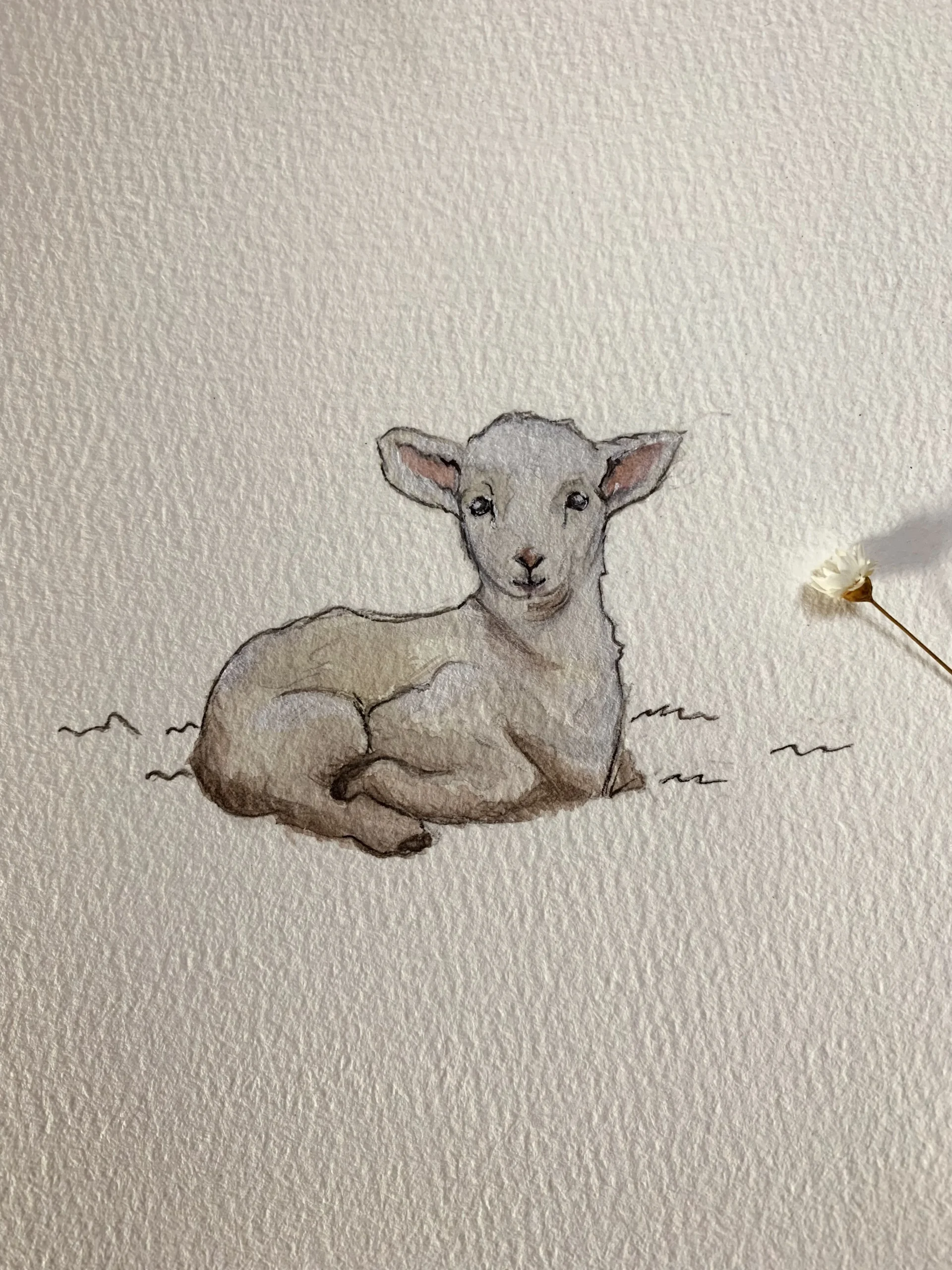 Cordeirinho em aquarela